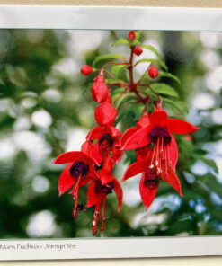 Manx Fuchsia Card