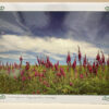 Isle of Man Foxgloves Card